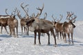 Group of caribou Royalty Free Stock Photo