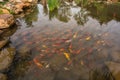 A group of carps in a pond of a Chinese garden Royalty Free Stock Photo