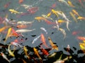 A group of carps in a pond