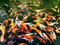 A group of carps in a pond