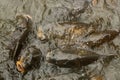 Group of Carps at the surface of a lake