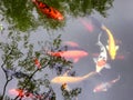 A group of carps in xuanwu lake