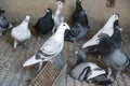 group of carrier pigeons resting Royalty Free Stock Photo