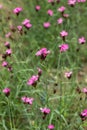 Group of Carthusian pink flowers (Dianthus carthusianorum).