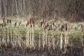 Group Of Cat Tails In A Pond Royalty Free Stock Photo