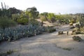 Group Cactus growing in Balboa Park city San Diego CA Royalty Free Stock Photo