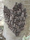 A group of caterpillars also known as tent caterpillars Royalty Free Stock Photo