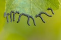 Group of caterpillars eating a leaf Royalty Free Stock Photo