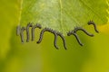Group of caterpillars eating a leaf Royalty Free Stock Photo
