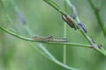 group of caterpillars of the large white butterfly Royalty Free Stock Photo