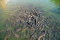 Group of catfish in the Emerald Pool Royalty Free Stock Photo