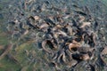 Group of catfish in the Emerald Pool Royalty Free Stock Photo