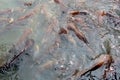 Group of Catfish in Thailand Royalty Free Stock Photo
