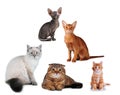 Group of cats different breed isolated Royalty Free Stock Photo