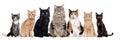 A group of cats of different breeds sitting in a raw Royalty Free Stock Photo