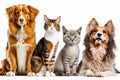 Group of cats, dogs, and dog sitting next to each other. Generative AI Royalty Free Stock Photo