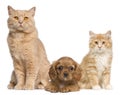 Group of cats and dogs in front of white Royalty Free Stock Photo