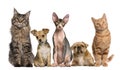 Group of cats and dogs in front of white Royalty Free Stock Photo