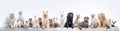 Group of cats and dogs in front of white background Royalty Free Stock Photo