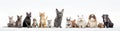 Group of cats and dogs in front of white background Royalty Free Stock Photo