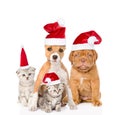 Group of cats and dogs in red christmas hats. isolated on white Royalty Free Stock Photo