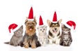 Group cats and dogs in red santa hats looking at camera. together. isolated on white