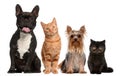 Group of cats and dogs sitting in front of white