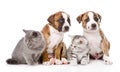 Group of cats and dogs sitting in front. on white Royalty Free Stock Photo