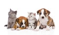 Group of cats and dogs sitting in front. on white Royalty Free Stock Photo