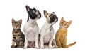 Group of cats and dogs sitting, isolated