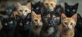 Group of cats featuring various breeds and colors with striking green eyes Royalty Free Stock Photo