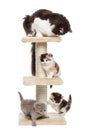 Group of cats playing on a cat tree, isolated Royalty Free Stock Photo