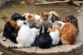 group of cats sitting in circle, licking each other