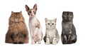 Group of cats sitting in front of white background Royalty Free Stock Photo