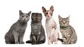 Group of cats sitting in front of white background Royalty Free Stock Photo