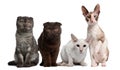 Group of cats sitting in front of white background Royalty Free Stock Photo