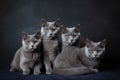 group of cats sitting and looking at camera, united in their love for one another Royalty Free Stock Photo