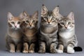 group of cats sitting and looking at camera, united in their love for one another Royalty Free Stock Photo