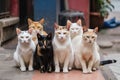 group of cats sitting and looking at camera, united in their love for one another Royalty Free Stock Photo