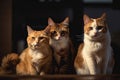 group of cats sitting and looking at camera, with warm and inviting atmosphere Royalty Free Stock Photo