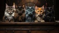 Group of cats sitting in an old suitcase on a dark background. Royalty Free Stock Photo