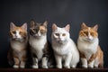 group of cats sitting together, looking into the camera with curious and playful expressions