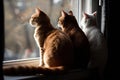 group of cats sitting on windowsill, looking outside Royalty Free Stock Photo