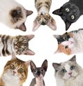 Group of cats in studio Royalty Free Stock Photo