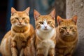 a group of cats, their eyes shining with curiosity, watching the viewer