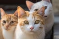 a group of cats, their eyes shining with curiosity, watching the viewer