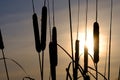 Group of cattail plants against the setting sun, silhouettes of plants in winter against the sky Royalty Free Stock Photo