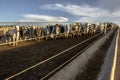 A group of nellore cattle in confinement Royalty Free Stock Photo