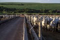 A group of nellore cattle in confinement Royalty Free Stock Photo