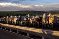 A group of nellore cattle in confinement Royalty Free Stock Photo